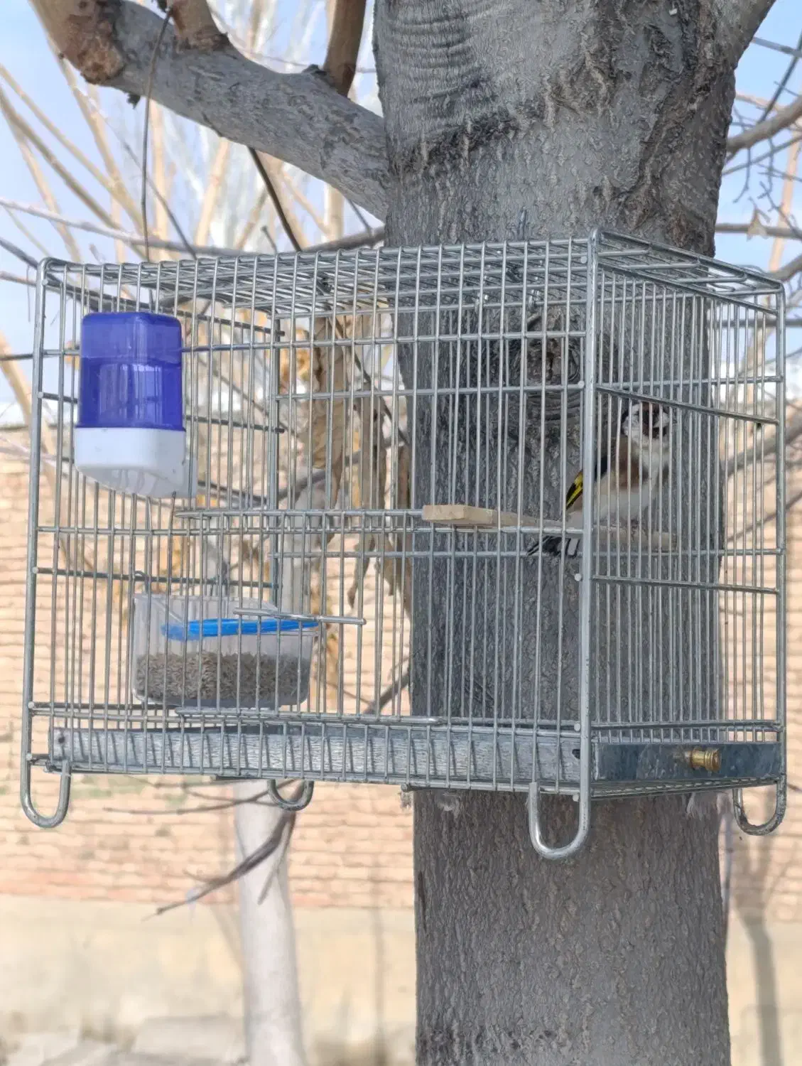 پرنده|پرنده|سلماس, |دیوار