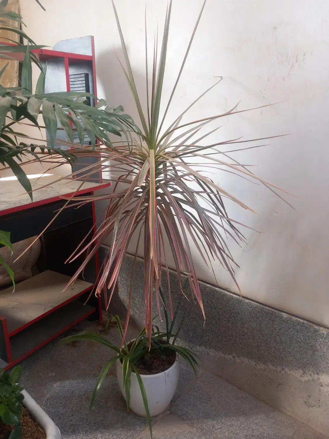 تعدادی گل|گل و گیاه طبیعی|هشتگرد, شهرک گلخانه|دیوار