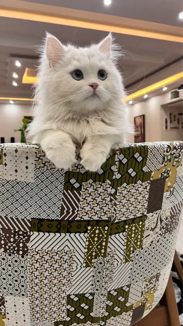 واگذاری گربه پرشین عقیم شده|گربه|اراک, |دیوار