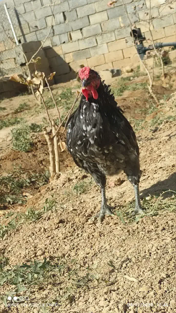 خروس گلین لری|حیوانات مزرعه|شاهین‌شهر, حاجی آباد|دیوار