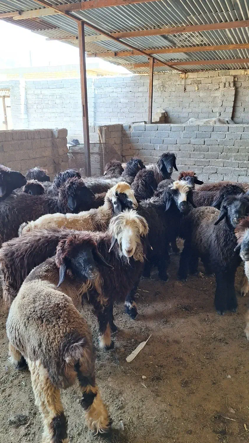 بره ماده|حیوانات مزرعه|شیراز, میانرود|دیوار