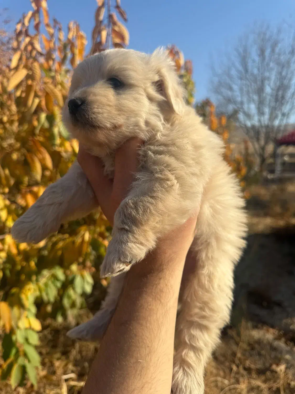 توله شیتزو نر واگذاری|سگ|بجنورد, |دیوار