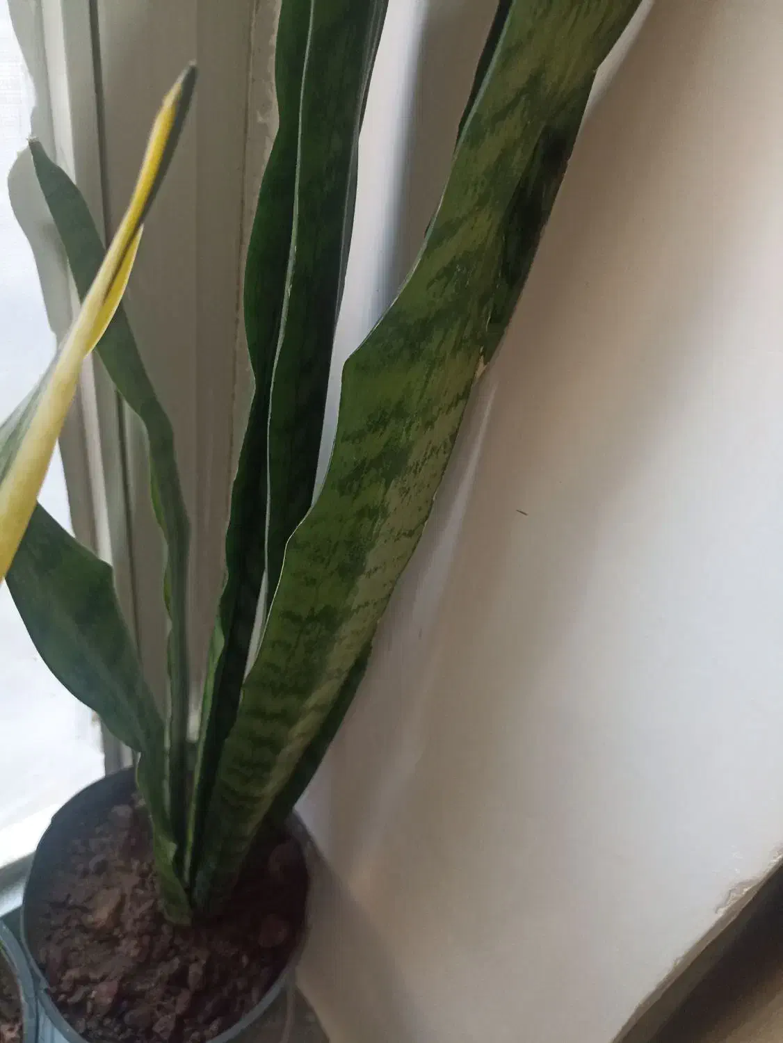 انواع گل|گل و گیاه طبیعی|فیرورق, |دیوار