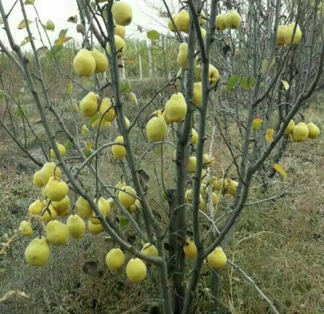 خدمات باغبانی ودرختکاری و گل و درخت فروشی|خدمات باغبانی و درختکاری|تهران, اتحاد|دیوار