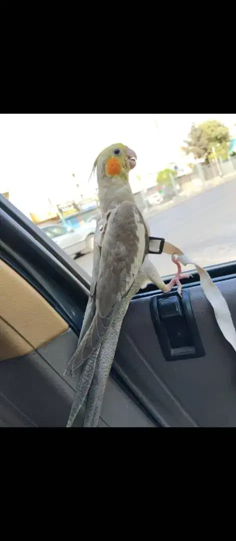 عروس هلندی مولد|پرنده|پاکدشت, پاکدشت (مامازند)|دیوار