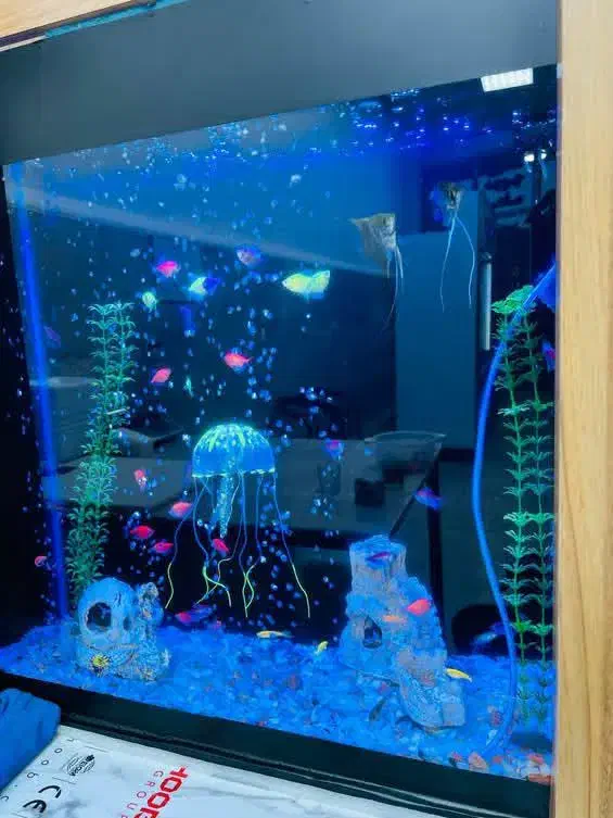 آکواریوم|ماهی|میاندوآب, |دیوار