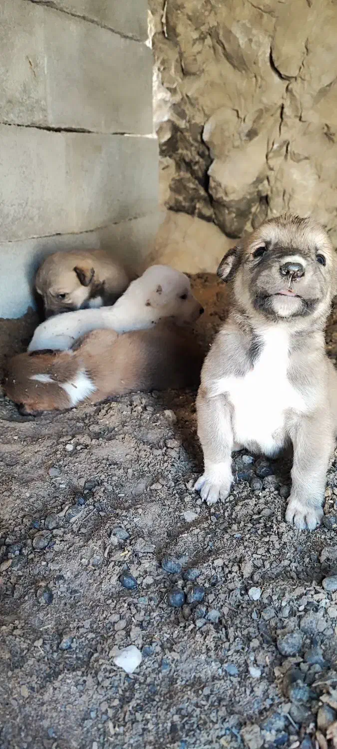 توله سگ خراسانی|سگ|اسفراین, |دیوار