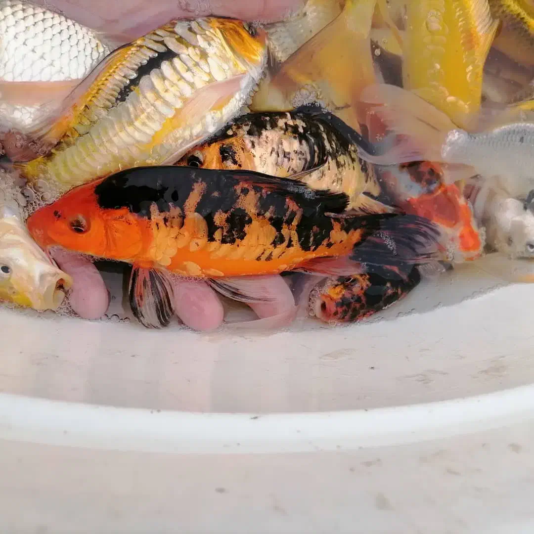 ماهی کوی در انواع رنگ و نژاد(حتی تکی)|ماهی|رشت, جانبازان|دیوار