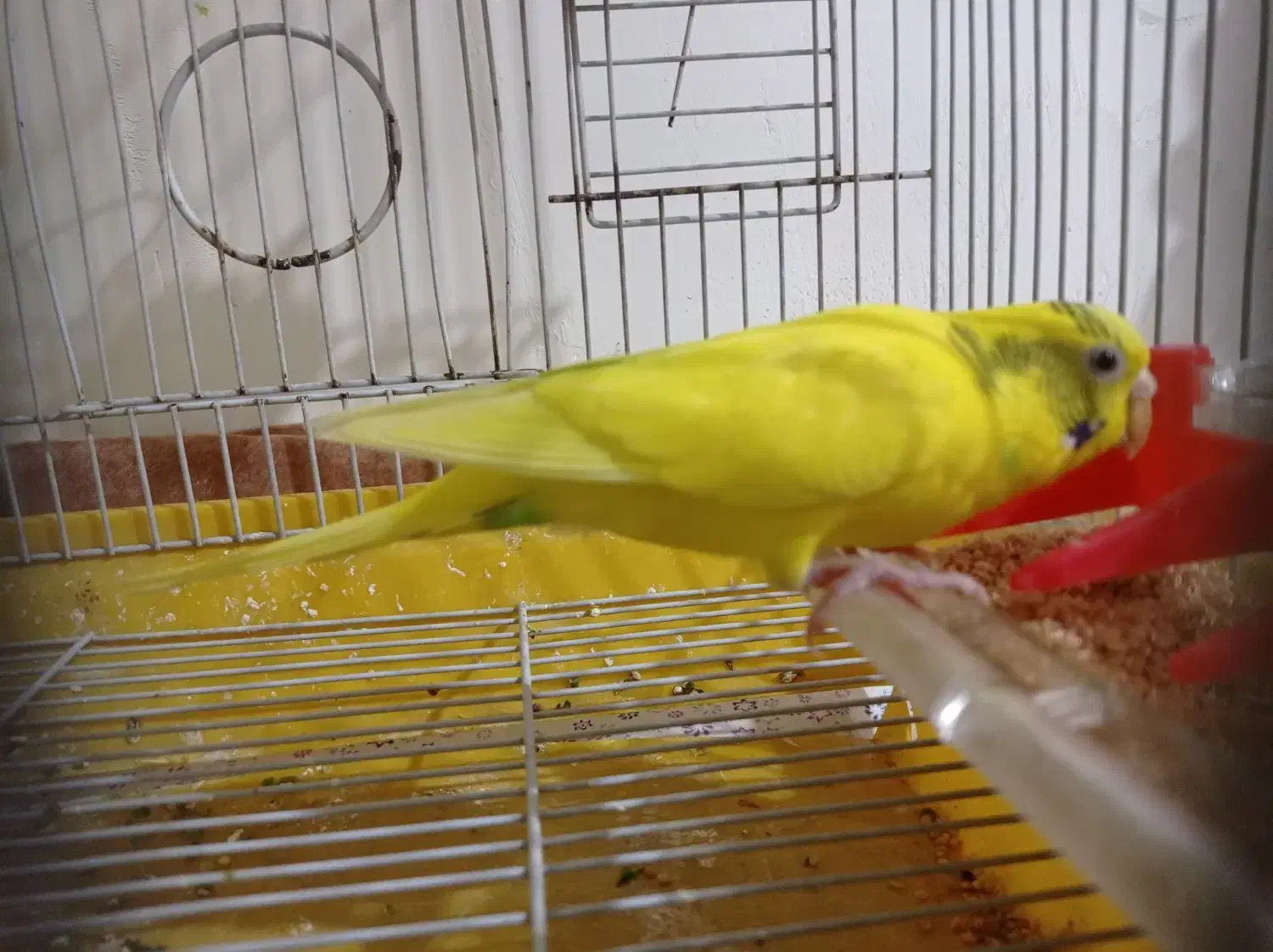 یک جفت مرغ عشق درشت وسرحال|پرنده|سنقر, |دیوار