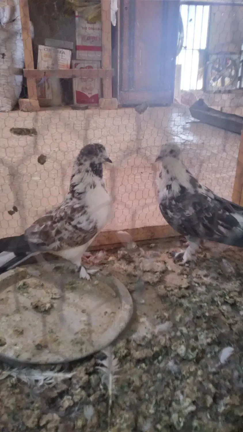 نروماده|پرنده|قم, کاسه گران|دیوار