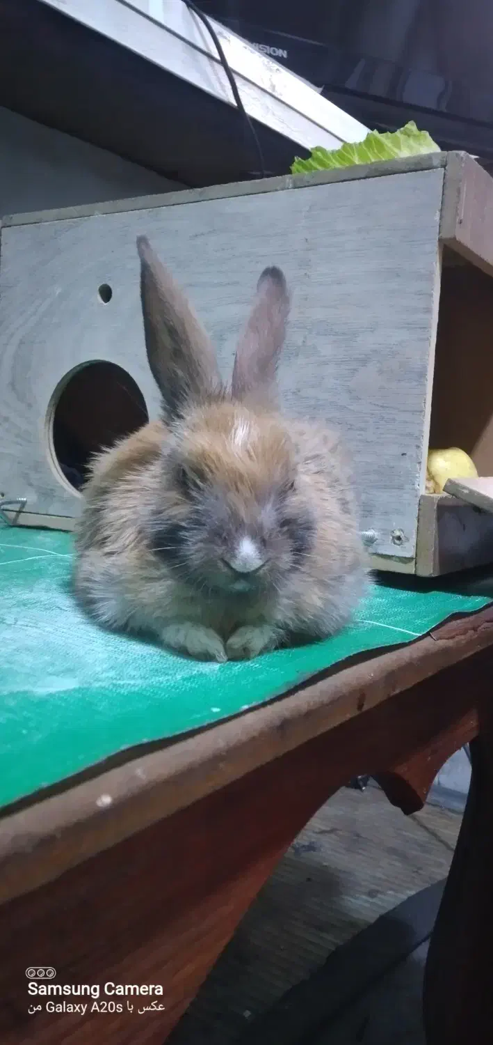 خرگوش میناتوری|موش و خرگوش|تهران, شهید فکوری|دیوار