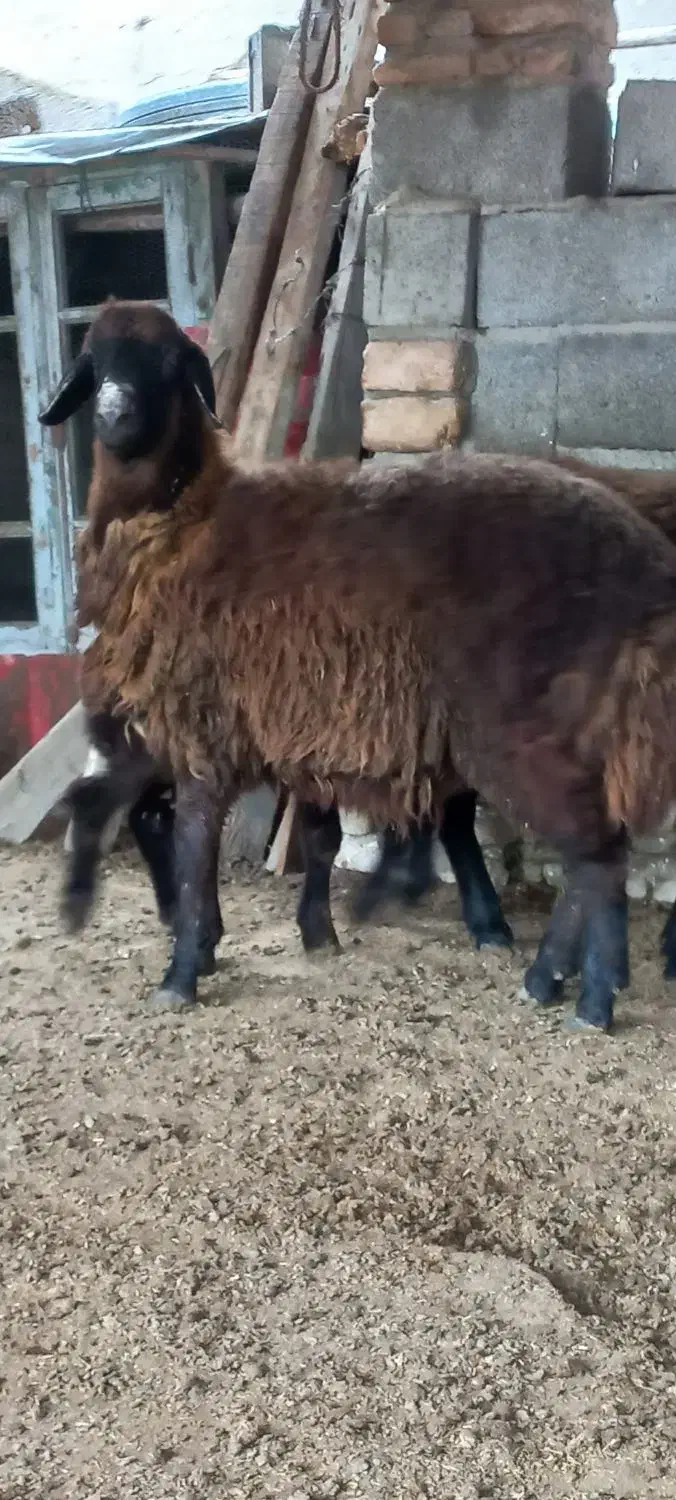 بره سوپر چاق نر و ماده|حیوانات مزرعه|سیمین شهر, |دیوار