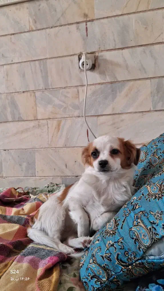 یک سگ ۶ماه  ماده. اشپیز. دستی  رام رام|سگ|سیرجان, |دیوار