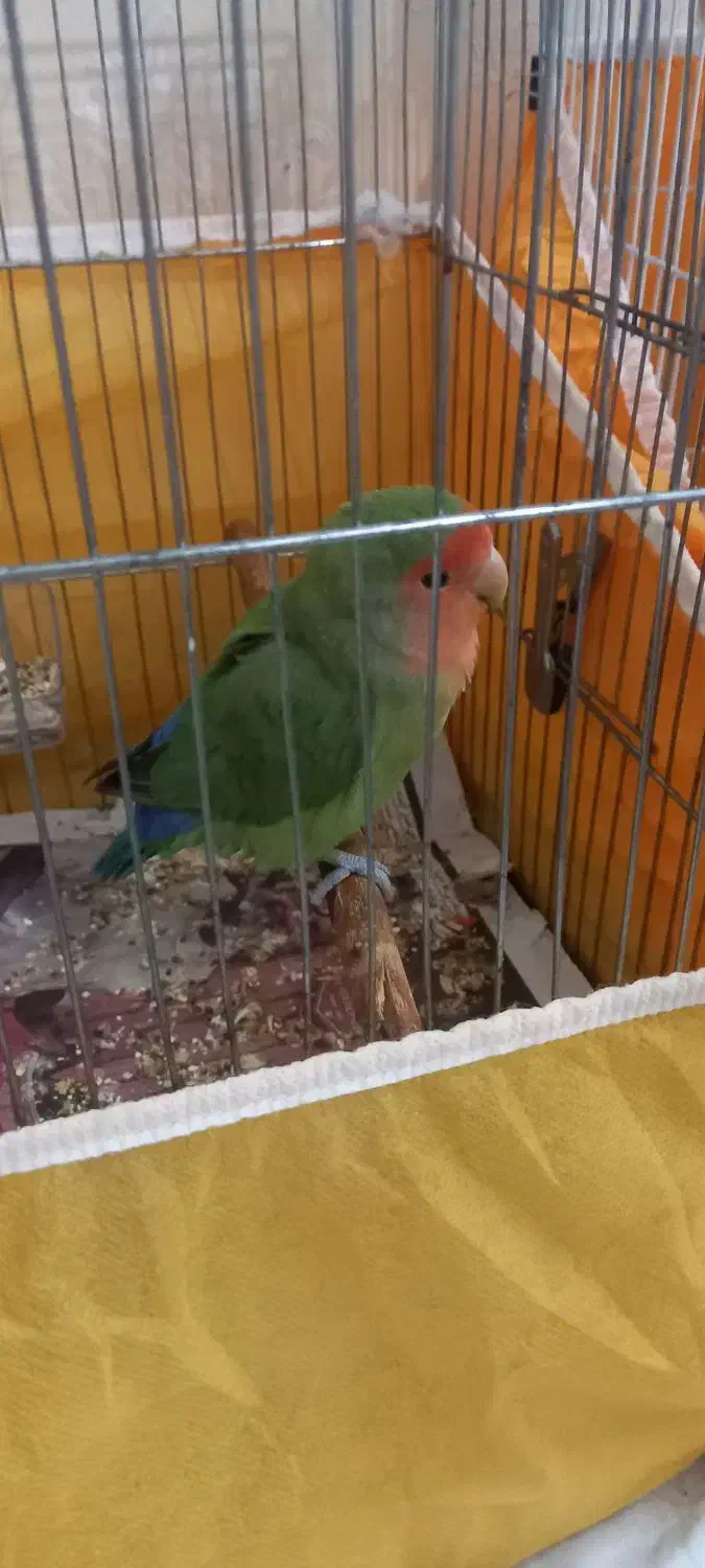 طوطی کوتوله|پرنده|اصفهان, سلطان‌آباد|دیوار