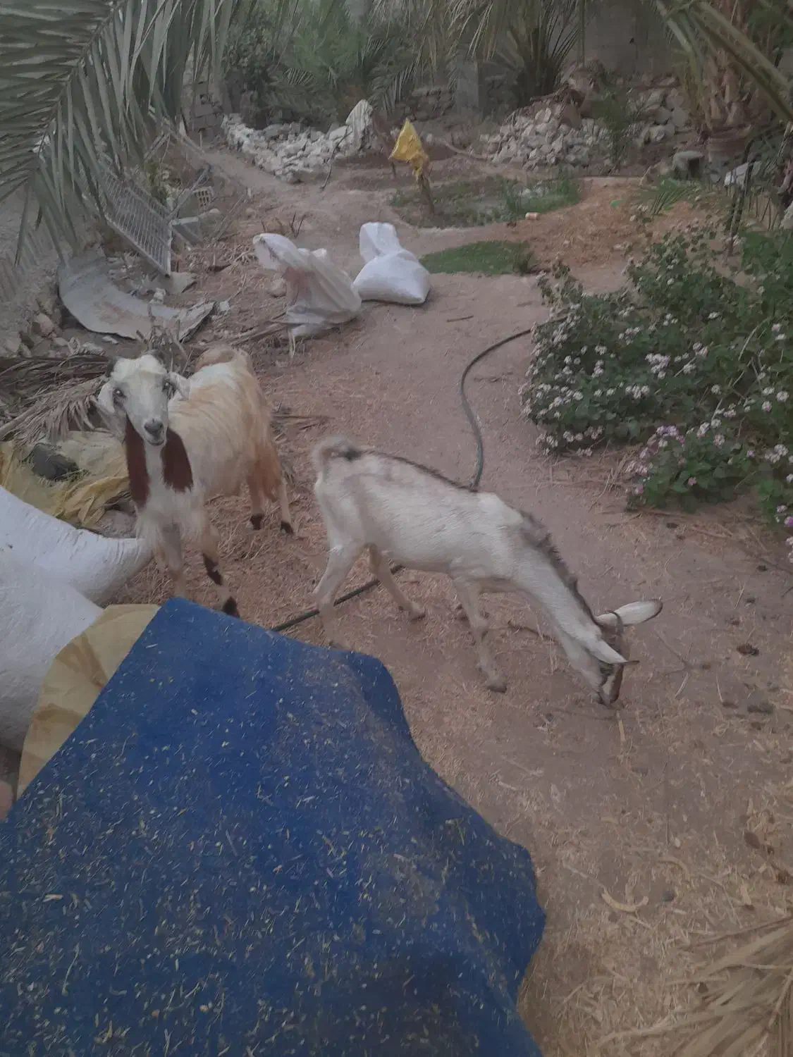 چندتا کهره ماده و ۲تانر|حیوانات مزرعه|اهرم, |دیوار