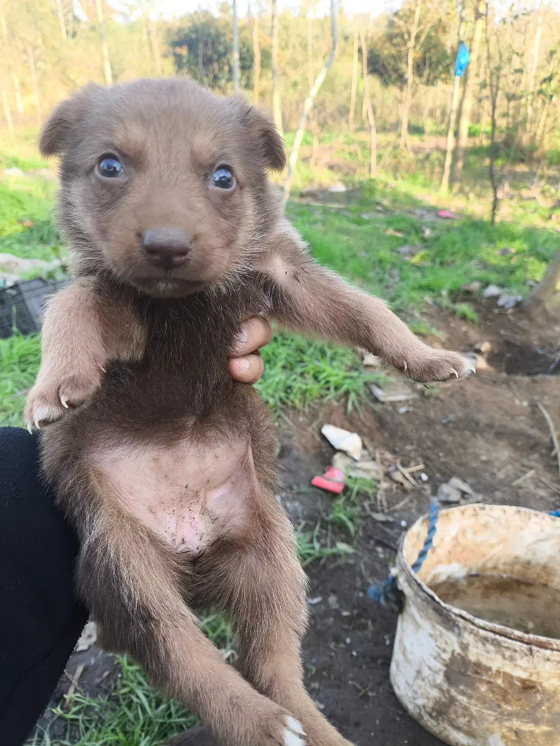 سگ ژرمن|سگ|لنگرود, |دیوار