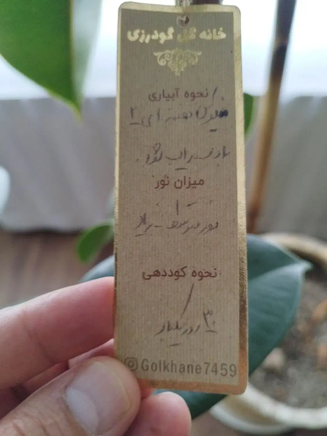 یک عدد فیکوس و یک عدد یوکا همراه با گلدان|گل و گیاه طبیعی|اصفهان, خانه اصفهان|دیوار