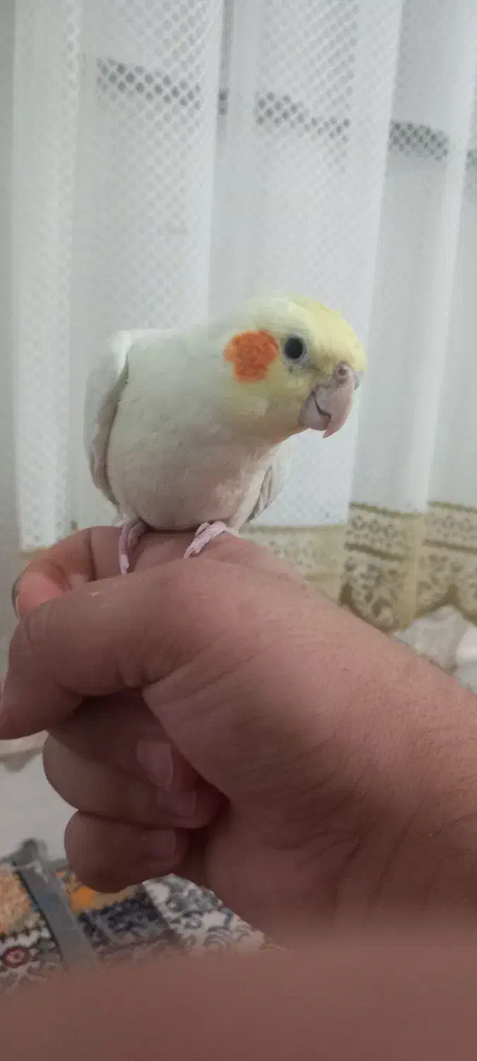 گمشده|پرنده|اسلامآباد غرب, |دیوار