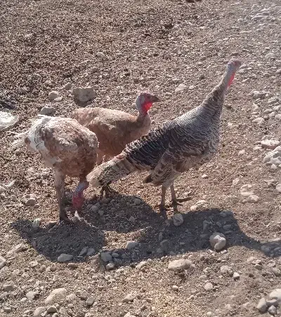 بوقلمون یکساله|حیوانات مزرعه|ماهیدشت, |دیوار