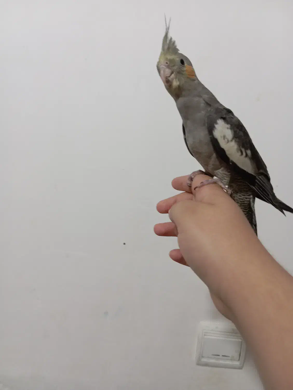 جوجه عروس هلندی سخن گو|پرنده|نورآباد, |دیوار