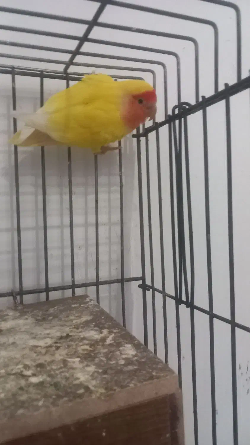 طوطی|پرنده|بومهن, |دیوار