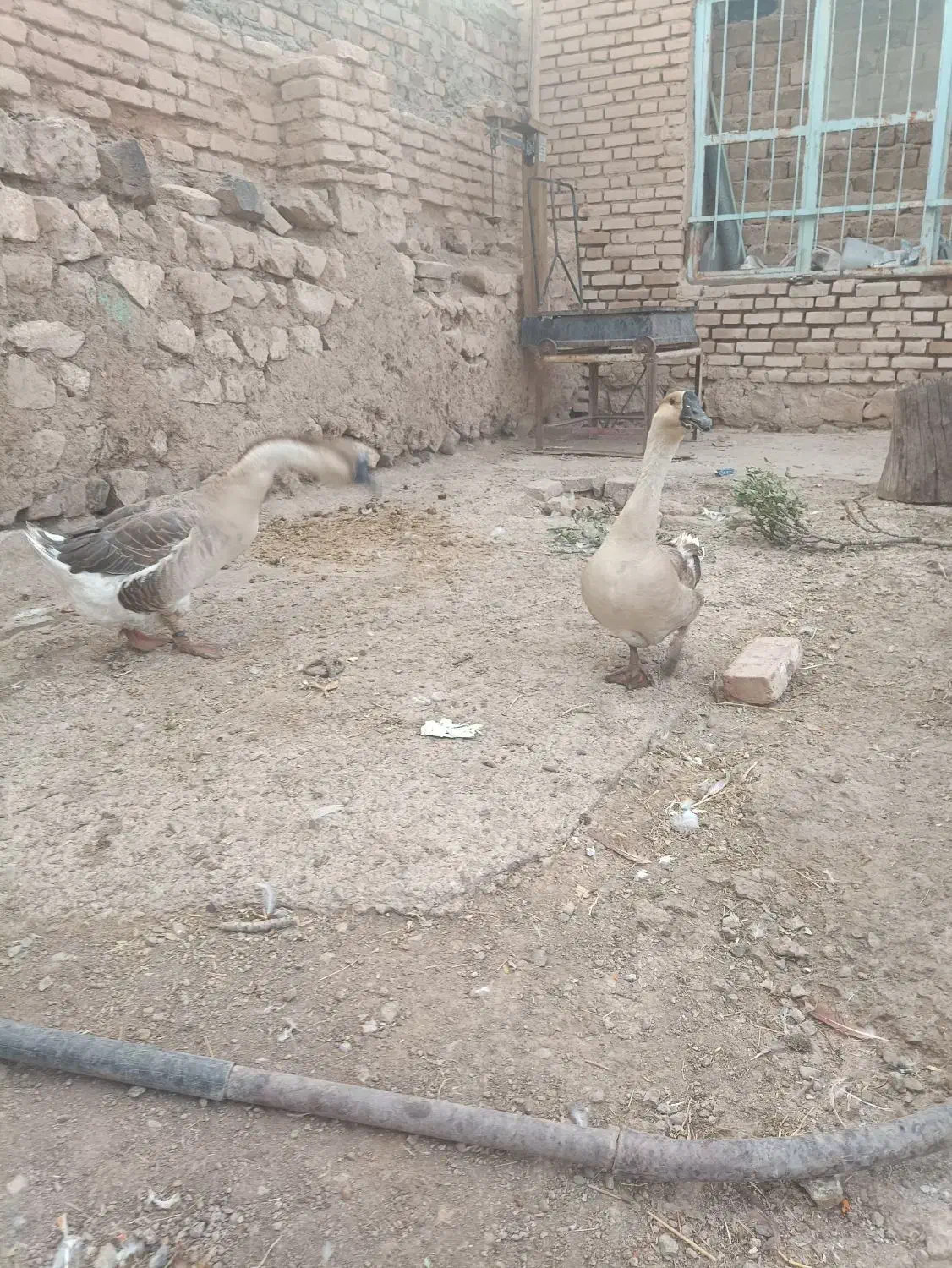 یه جفت قوغاز|حیوانات مزرعه|قزوین, |دیوار