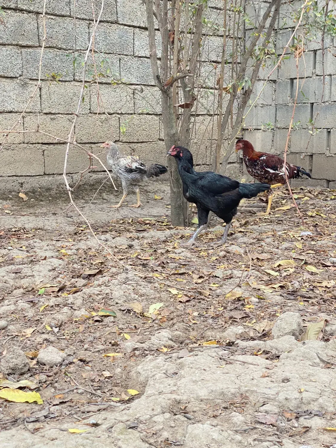 مرغ لاری اصیل|حیوانات مزرعه|گنبد کاووس, |دیوار