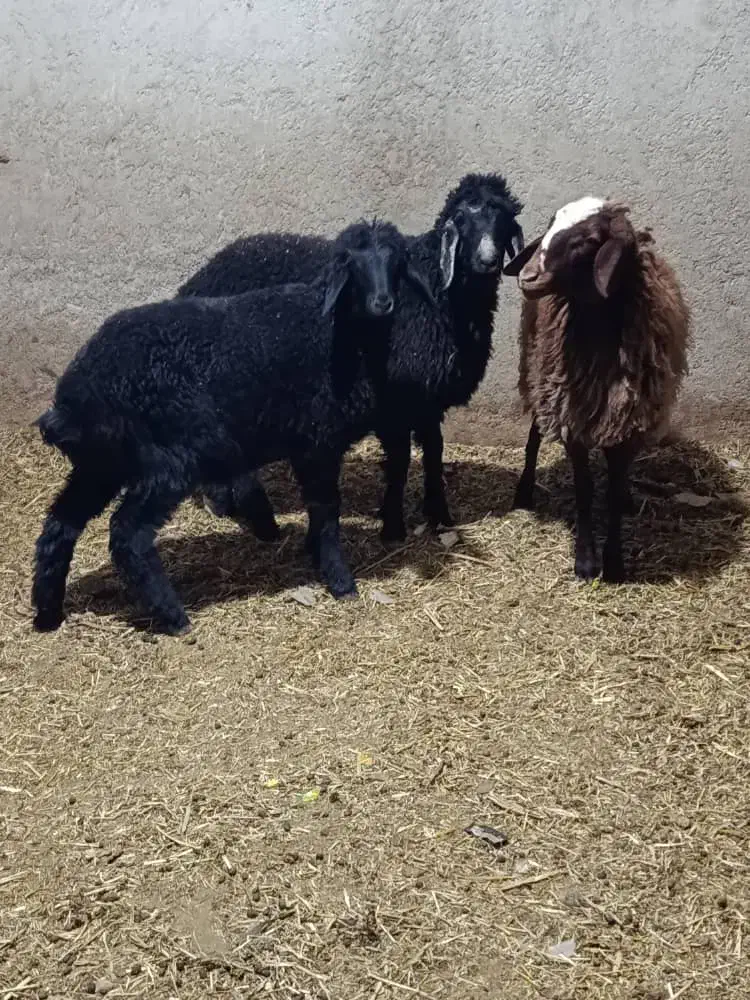 ۳ راس بره سبک|حیوانات مزرعه|پاکدشت, پاکدشت (مامازند)|دیوار