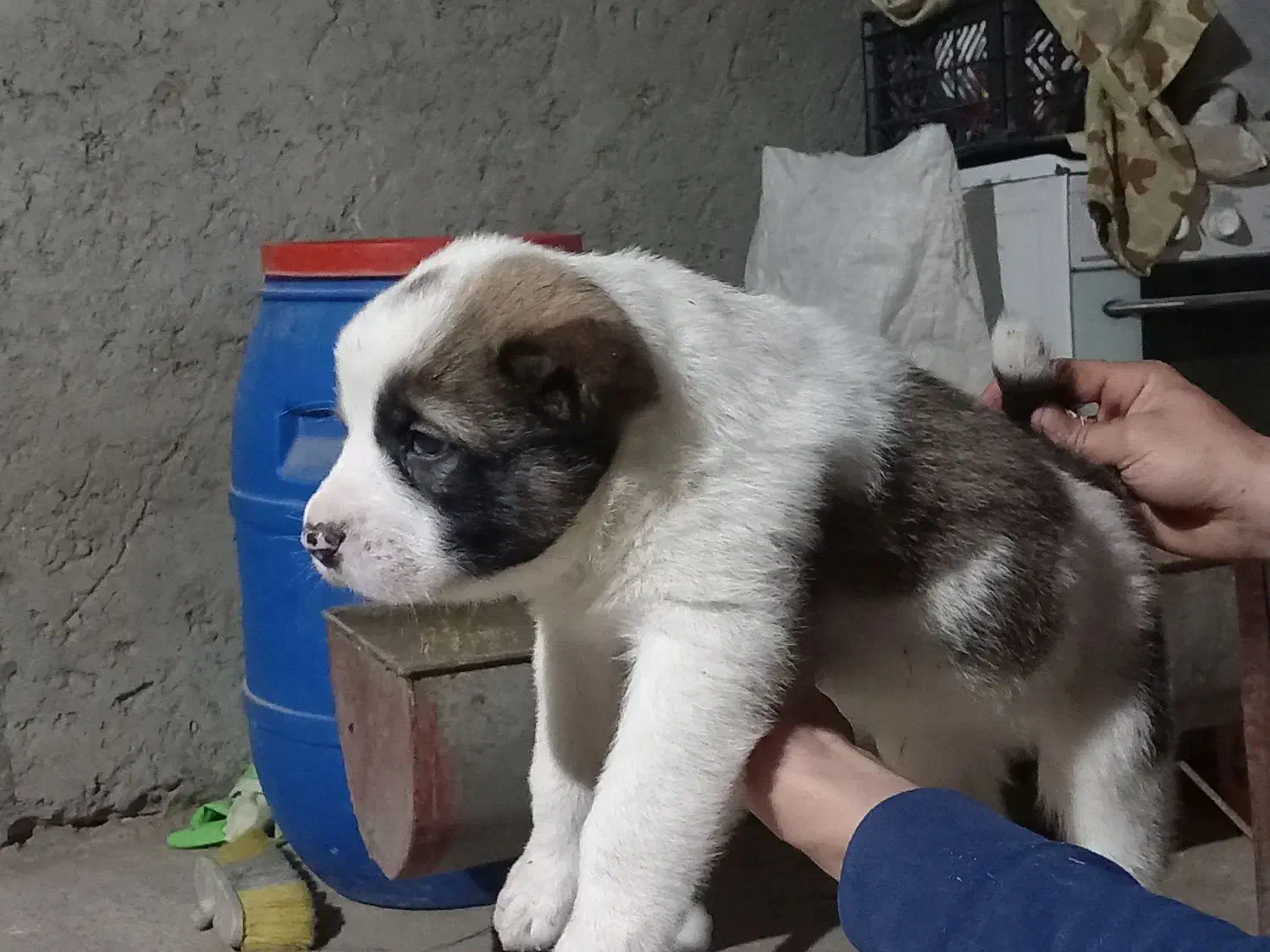 واگذاری سگ|سگ|سیمین شهر, |دیوار