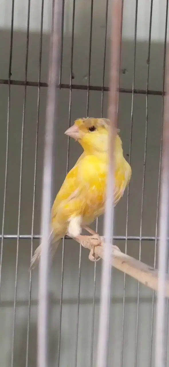 نر بخون مست معاوضه با ماده هم دارم|پرنده|شهریار, شهریار|دیوار