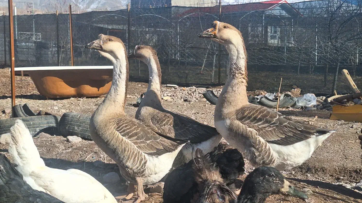 قوغاز|حیوانات مزرعه|نیشابور, مازول|دیوار