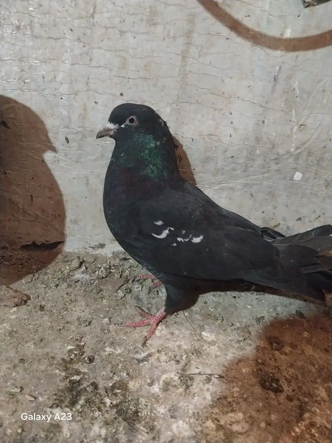 کبوتر|پرنده|ارومیه, |دیوار