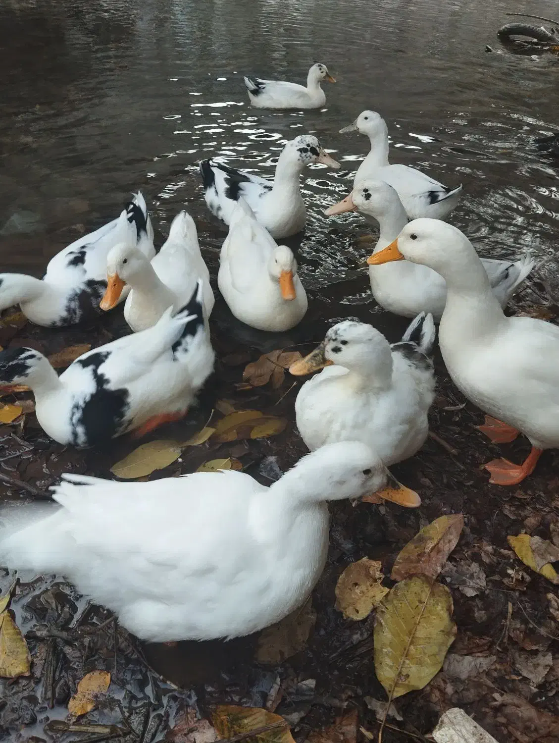 اردک محلی|حیوانات مزرعه|فشم, |دیوار