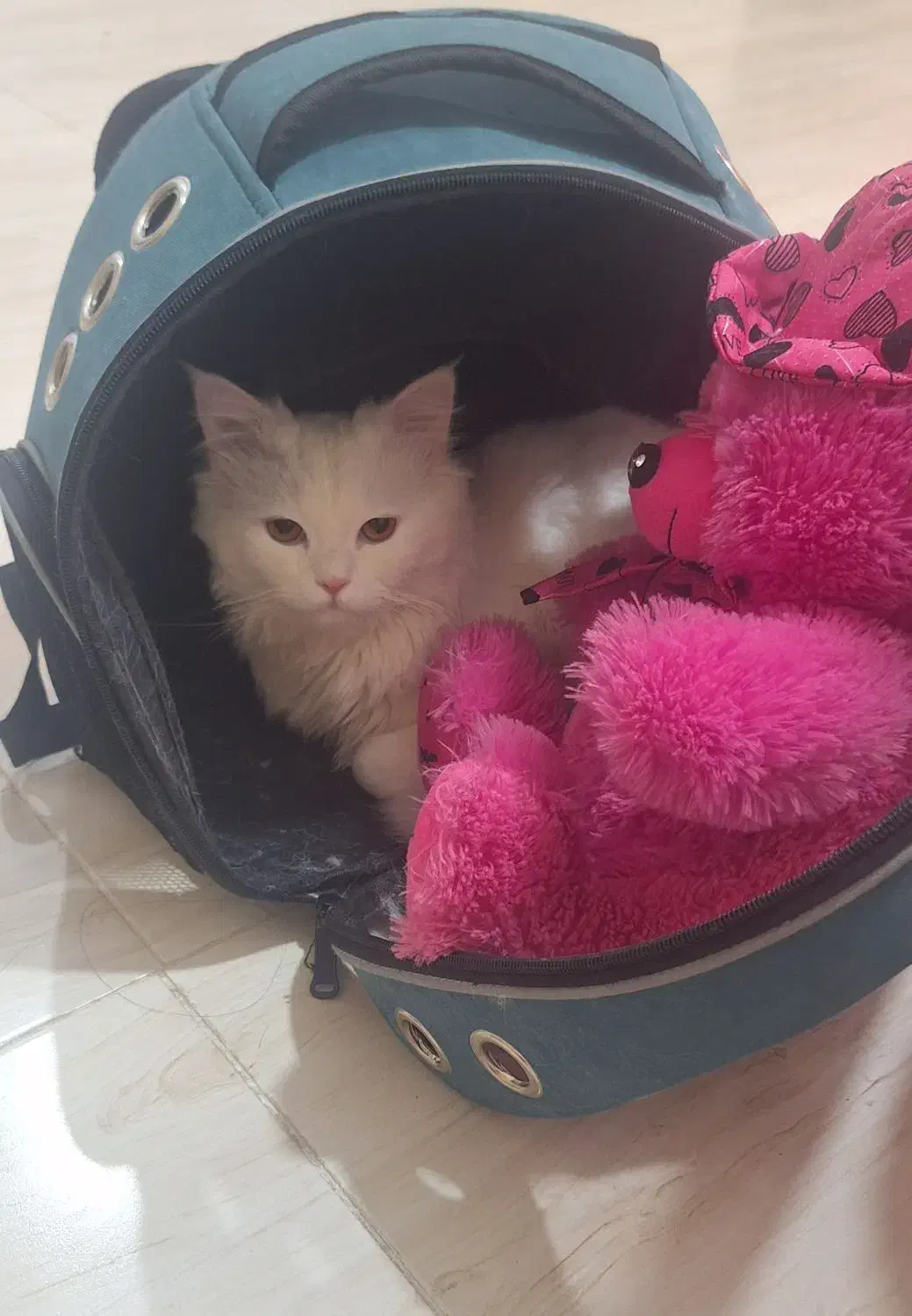 گربه پرشین|گربه|امیدیه, |دیوار