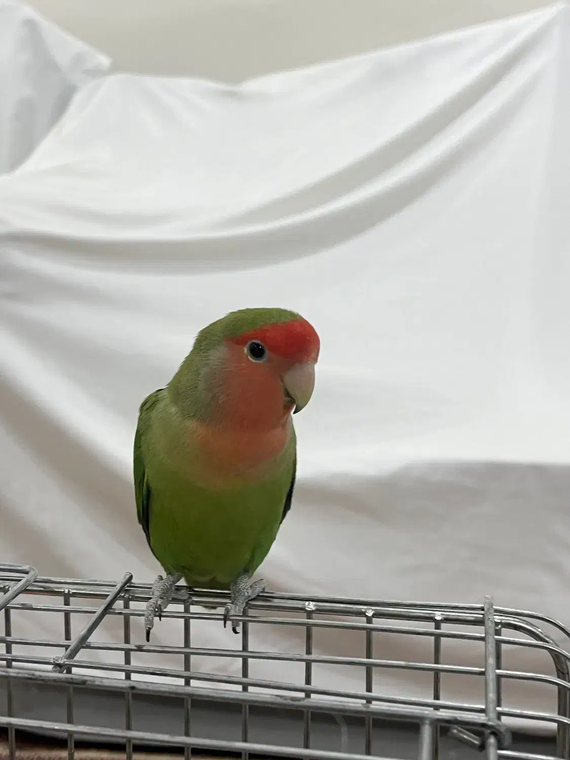 ۱ جفت طوطی برزیلی|پرنده|تهران, تهرانسر غربی|دیوار