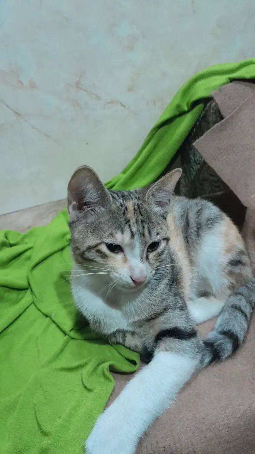 واگذاری رایگان بچه گربه|گربه|آمل, |دیوار