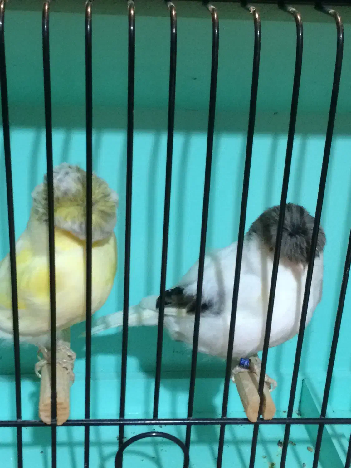 قناری گلاستر|پرنده|ری, هاشمآباد|دیوار