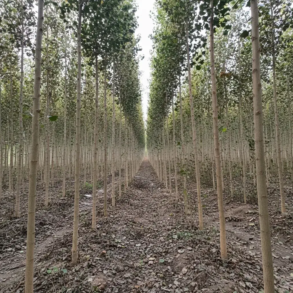 فروش ویژه نهال صنوبر فرصتی سبز برای سرمایهگذاری|گل و گیاه طبیعی|نهاوند, |دیوار