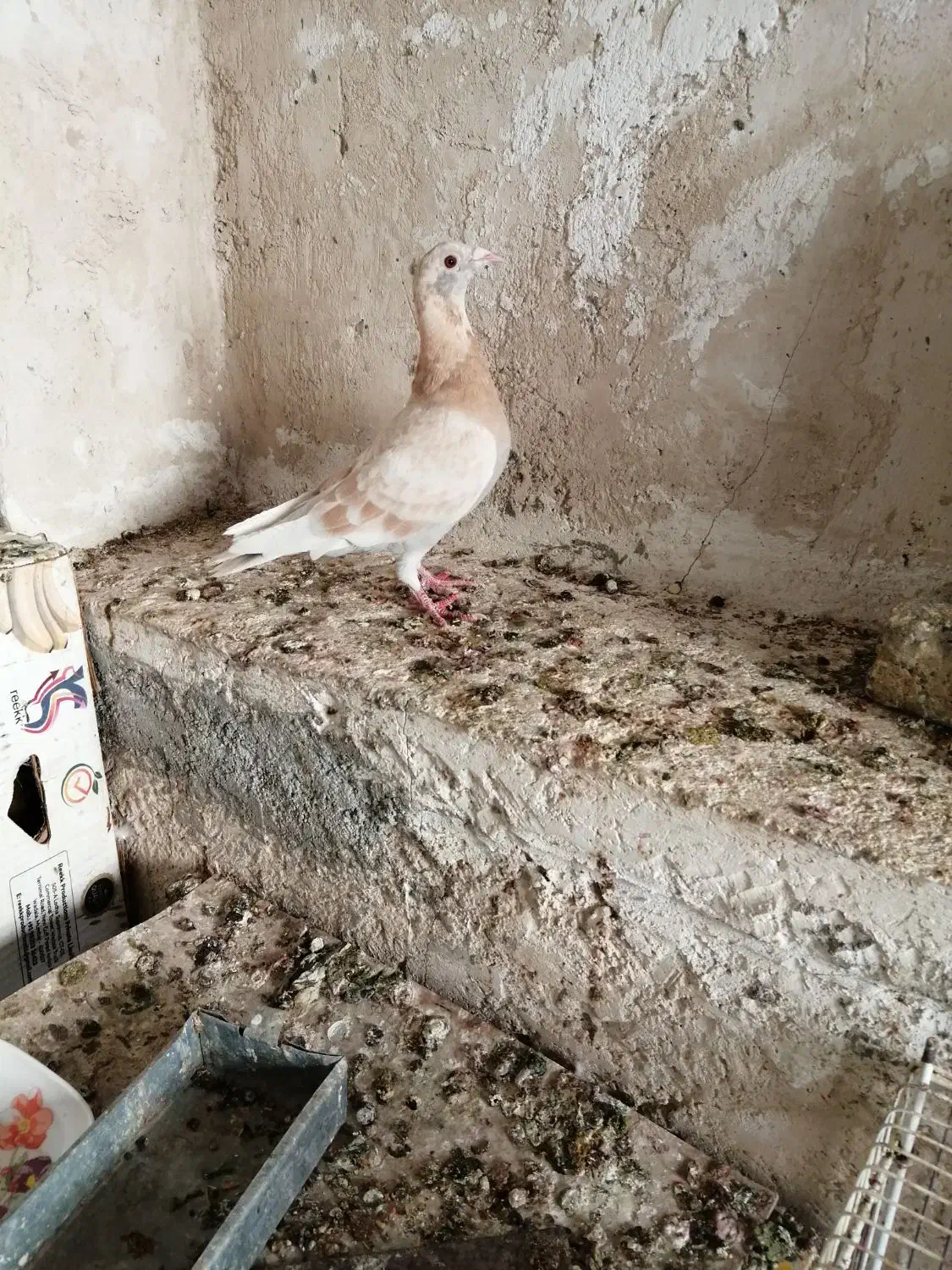 کبوترصرب،الماسی وغوره زرد|پرنده|شیراز, کاراندیش|دیوار