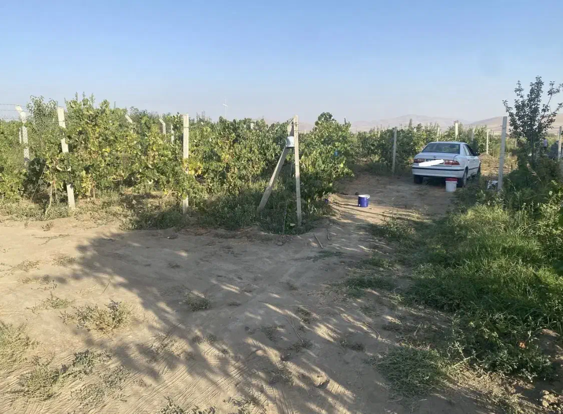 باغ انگور و میوه|فروش زمین و ملک کلنگی|محمدبار, |دیوار