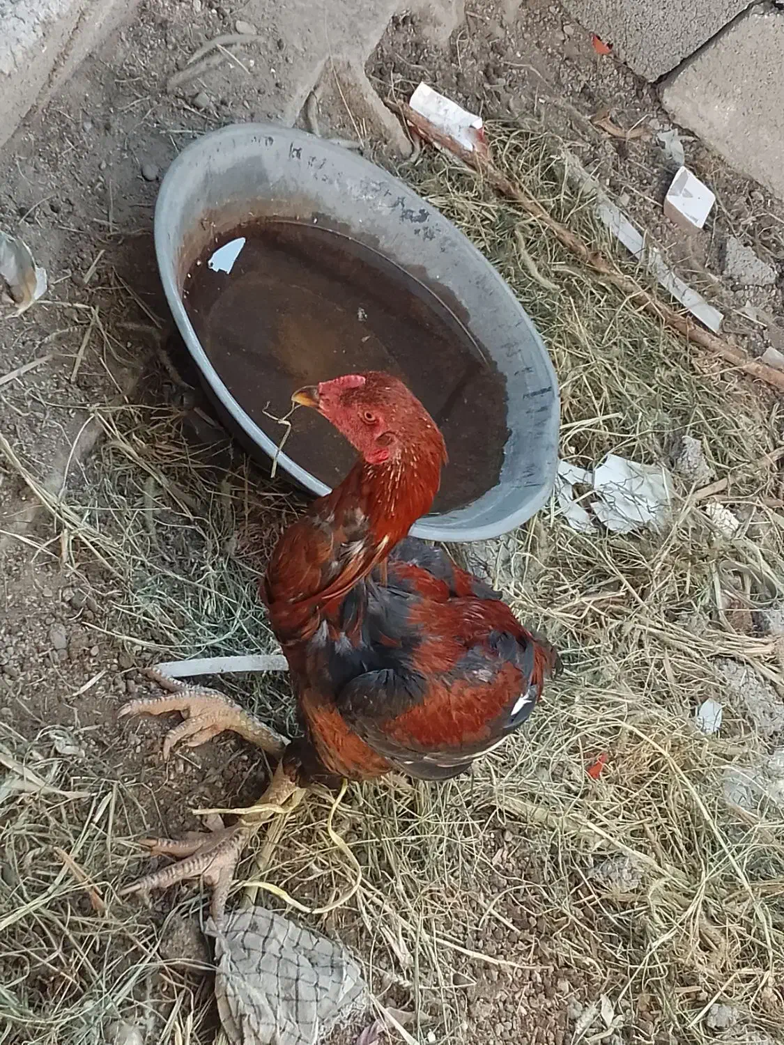 دو عدد خروس فروش فوری|پرنده|توکهور, |دیوار