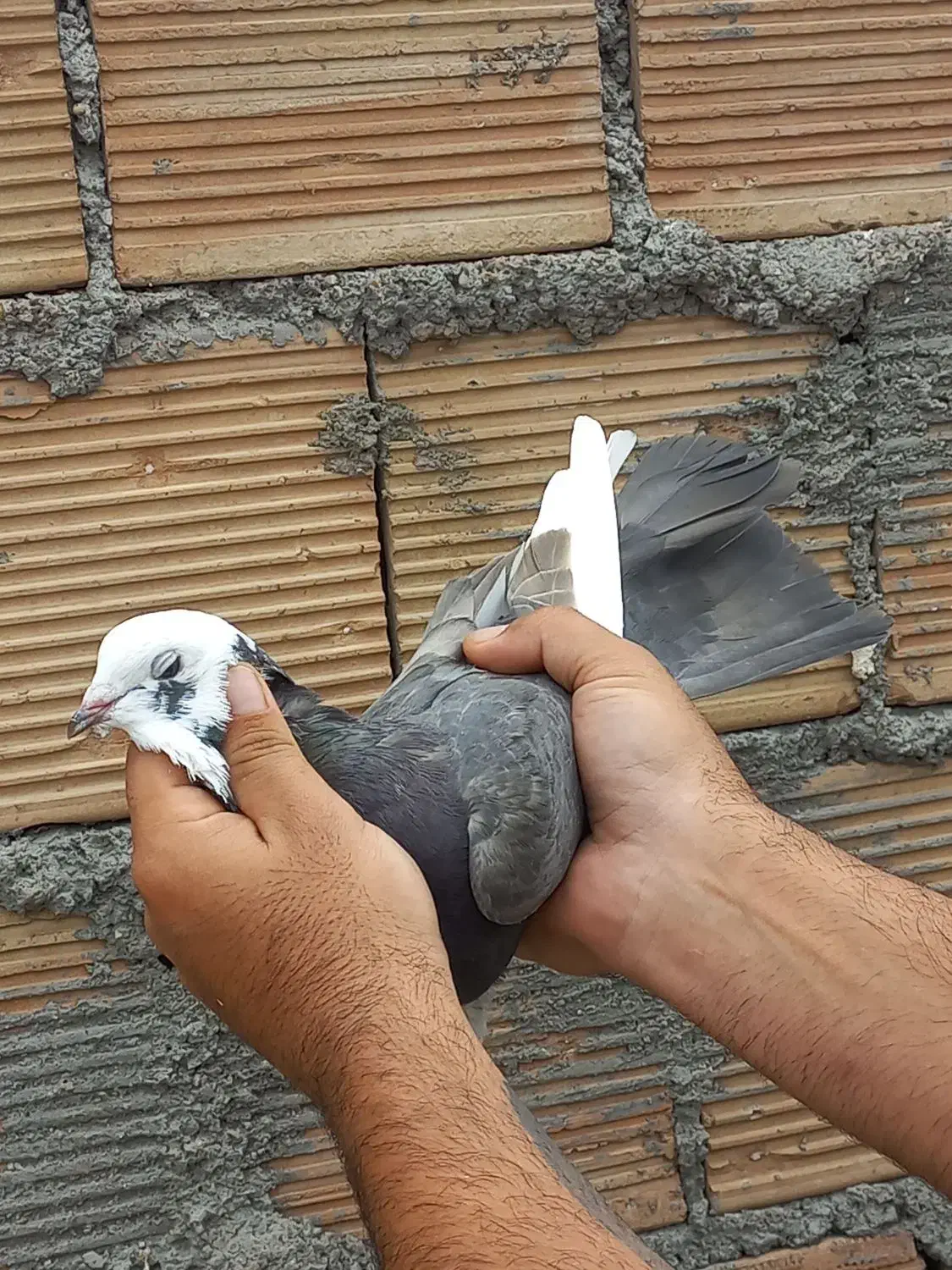 کبوتر دورگ پلاکی و رنگی|پرنده|اندیمشک, |دیوار