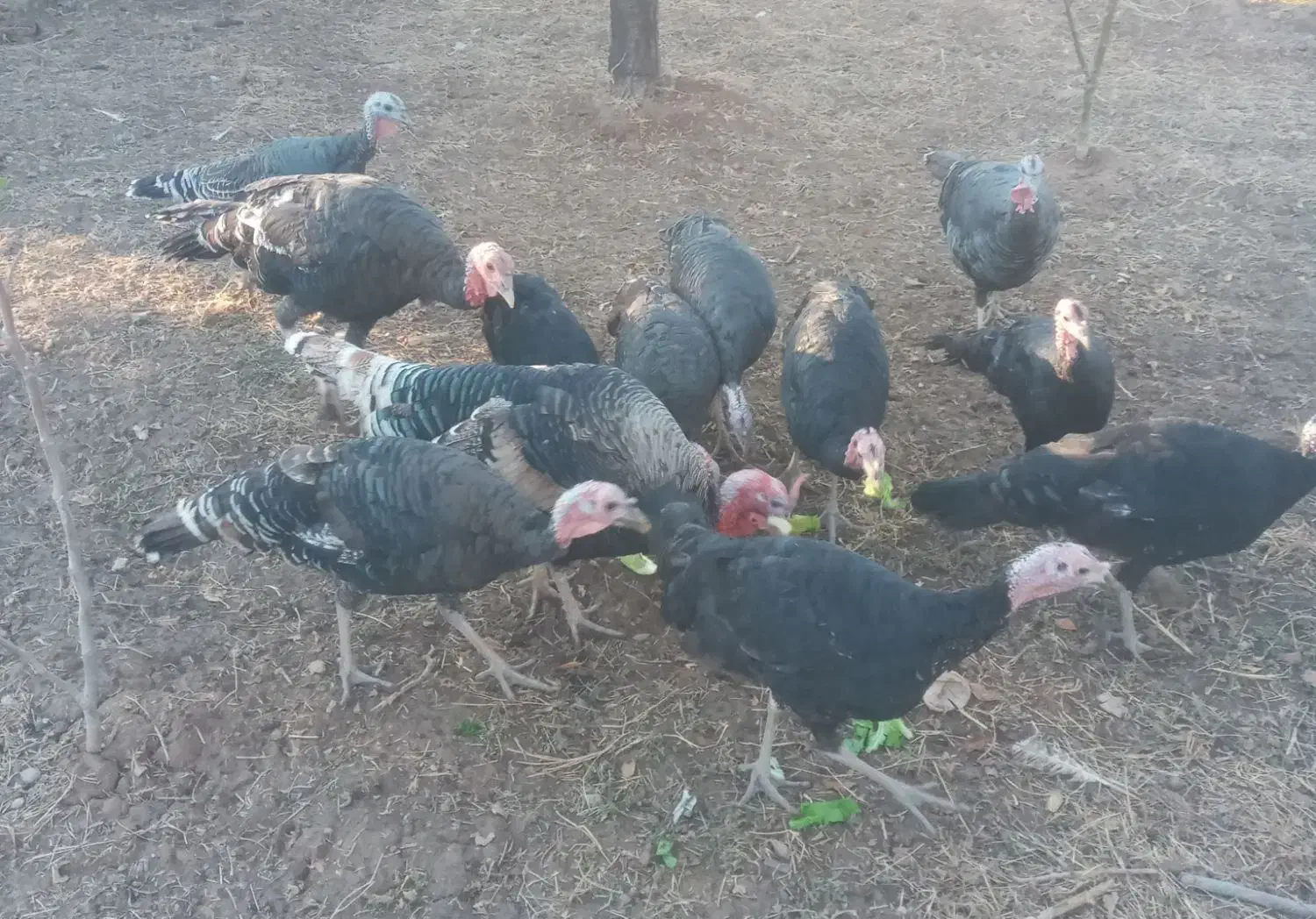 بوقلمون ۴ عدد نر و ماده موجود|حیوانات مزرعه|الوند, |دیوار