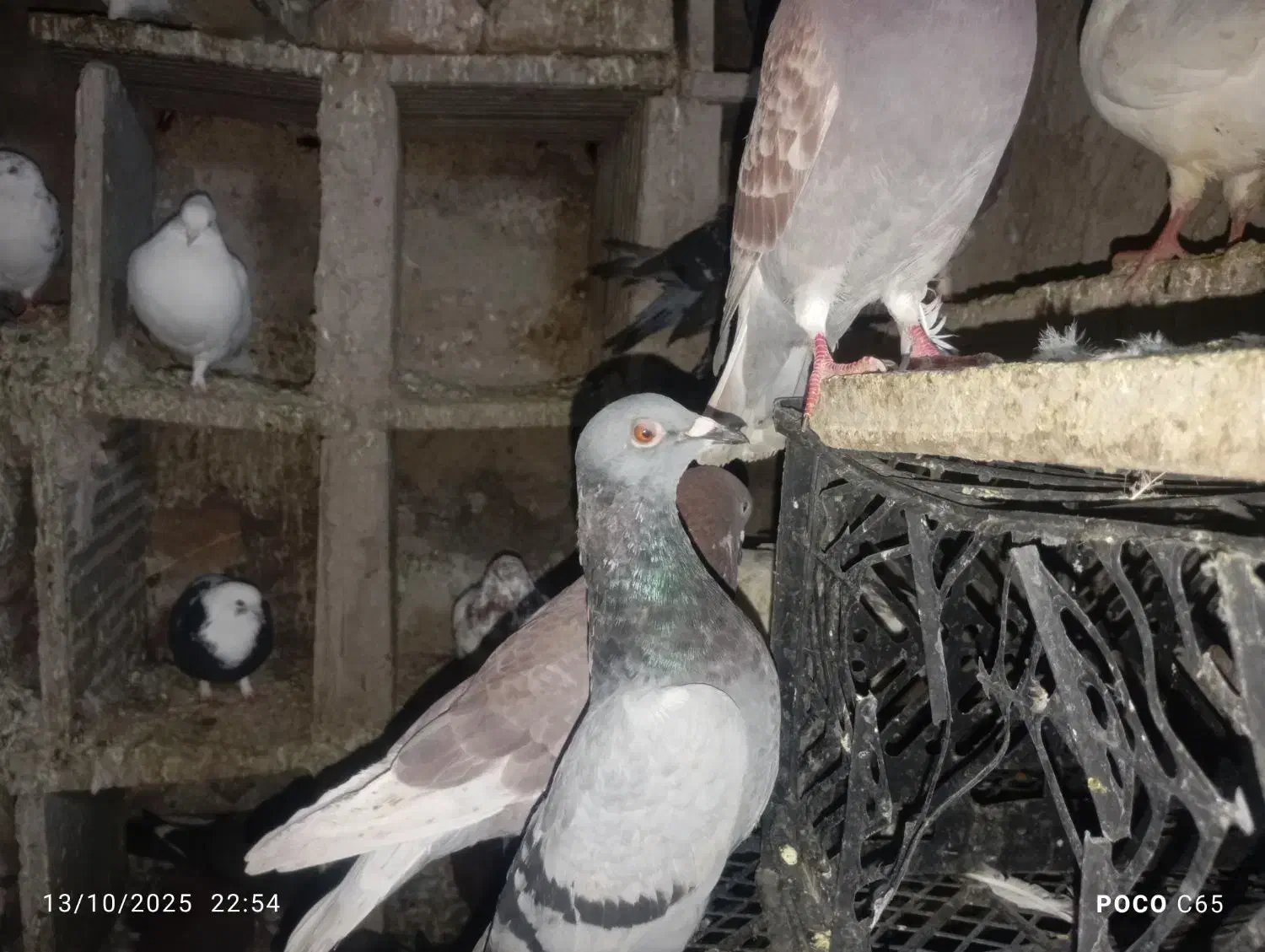 تعدادی کبوتر در سیرجان|پرنده|شهر بابک, |دیوار