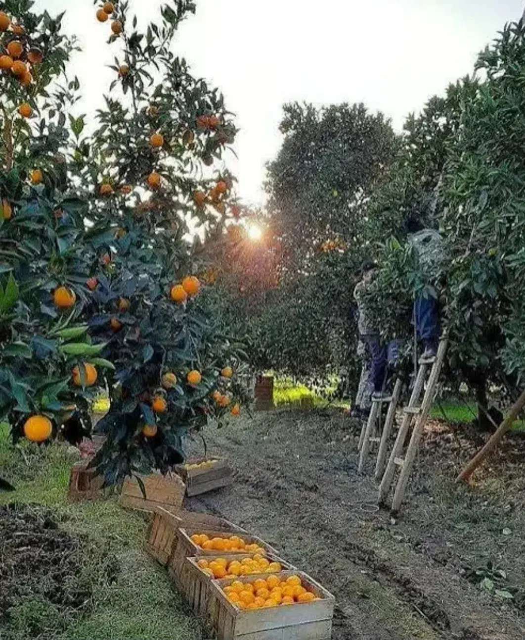 پرتغال چین هستیم در خدمت باغداران محترم|خدمات باغبانی و درختکاری|ساری, |دیوار