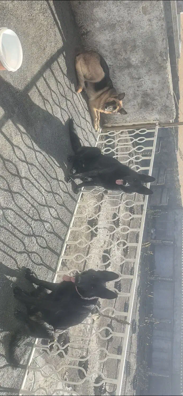 ژرمن بلک وژرمن ماده|سگ|لنجان, |دیوار