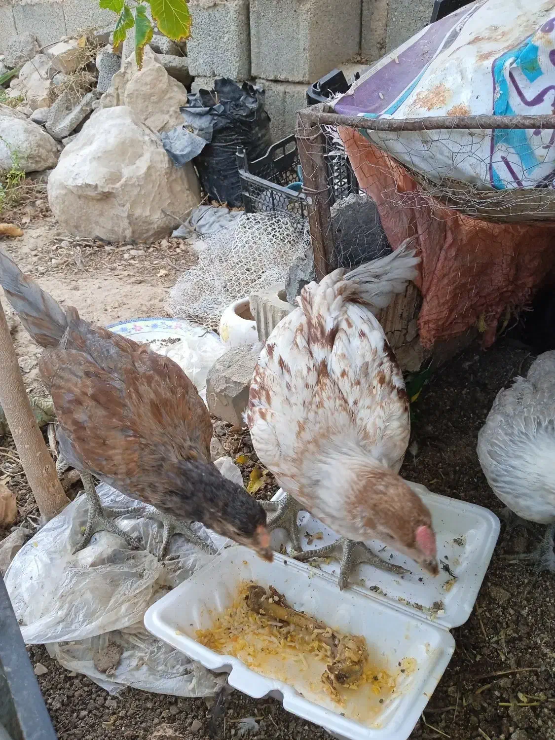 فروش یک جفت جوجه لاری ۳ ماهه و گلین ۴/۵ ماهه اصل|حیوانات مزرعه|داراب, |دیوار