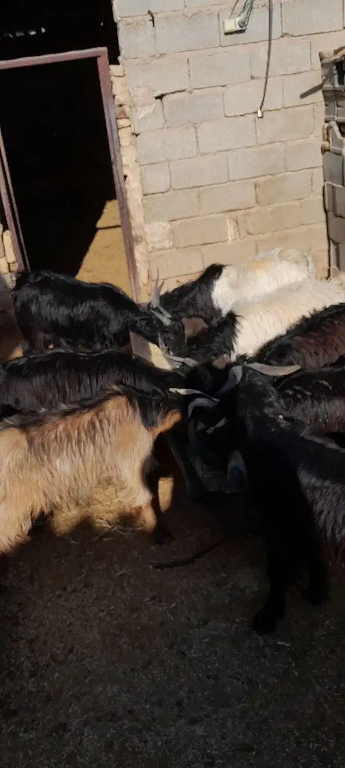 کهره نر ..|حیوانات مزرعه|پاسارگاد, |دیوار