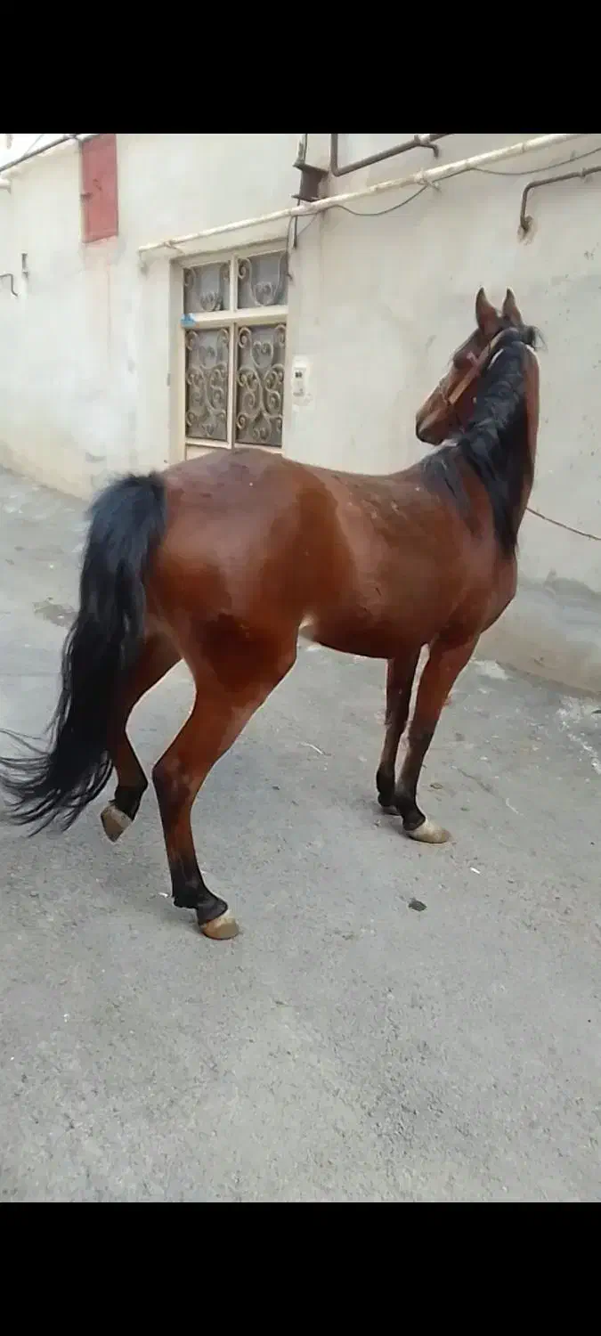 فروش اسب ترکمن|اسب و تجهیزات اسبسواری|باسمنج, |دیوار