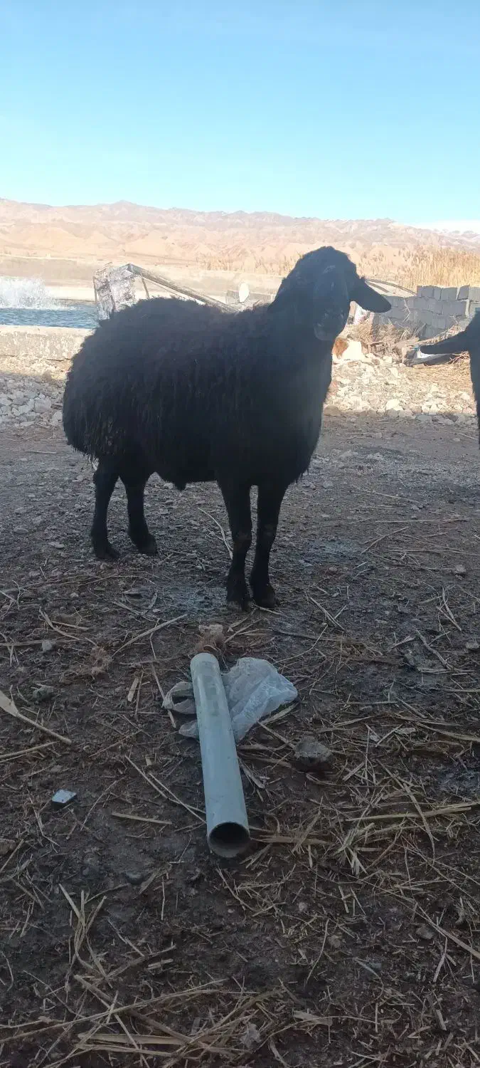 قوچ قره قزل ۳ساله|حیوانات مزرعه|ماهنشان, |دیوار